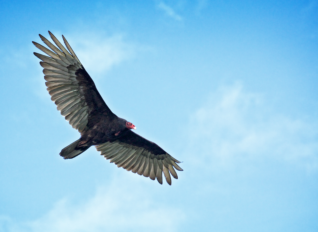 Graceful Flight of a Turkey Vulture